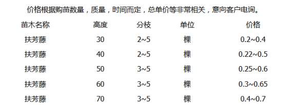 沭陽最新的扶芳藤報價