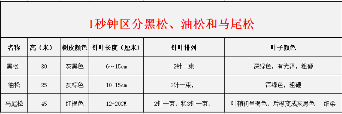1秒鐘區(qū)分黑松、油松和馬尾松