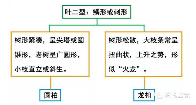 圓柏、刺柏、側柏、柏木以及龍柏的簡易識別法