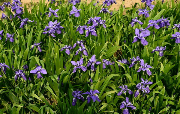 藍花鳶尾基地實拍圖片