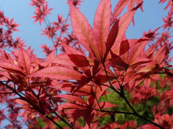 紅楓作衫，白楊為裙，美的傾國傾城！