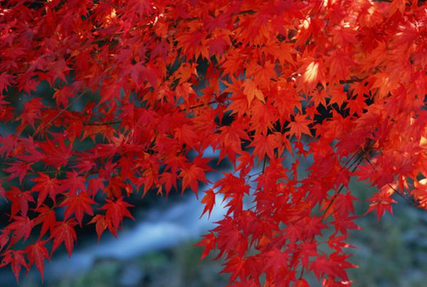 紅楓作衫，白楊為裙，美的傾國傾城！