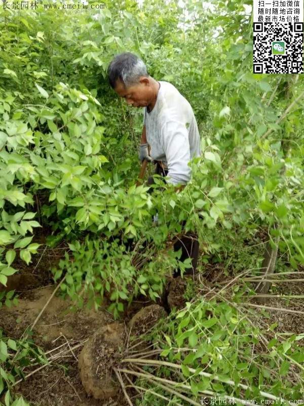 金銀木基地