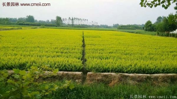 沭陽金葉女貞基地