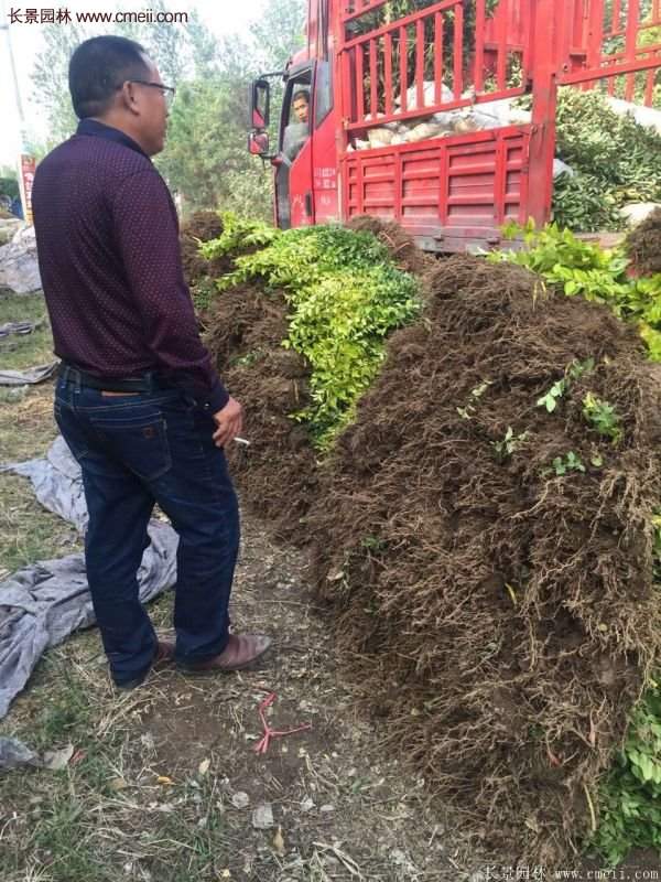 沭陽金葉女貞基地