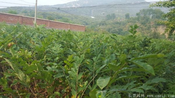 栗子樹圖片栗子樹基地實拍