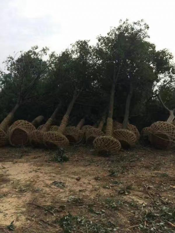 香樟樹圖片香樟樹基地實拍