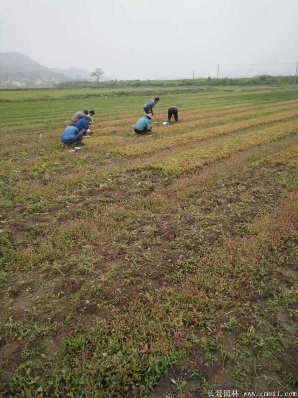 楓樹圖片楓樹基地實(shí)拍