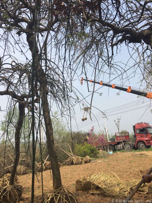 龍爪槐圖片龍爪槐基地實拍