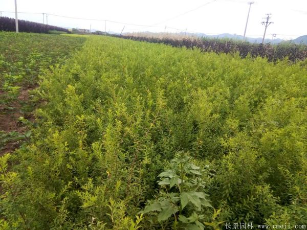 石榴樹圖片石榴樹基地實拍