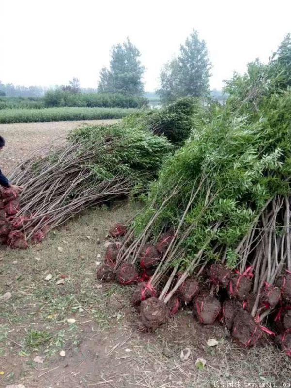 石榴樹圖片石榴樹基地實拍