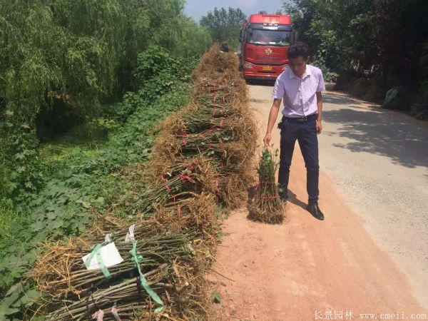 構樹小苗圖片基地實拍