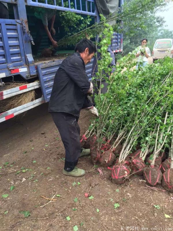 大花木槿小苗圖片基地實拍