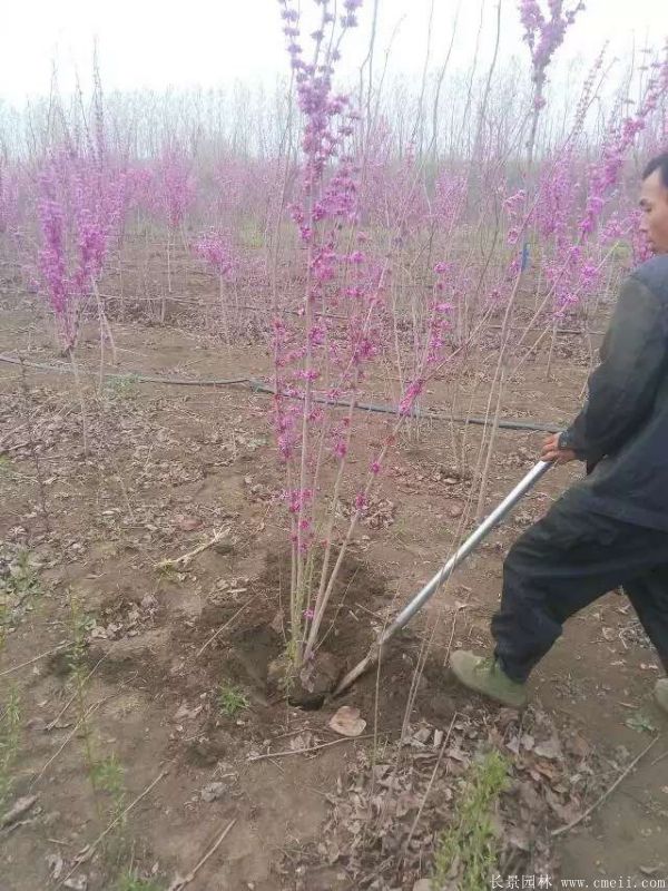 紫荊樹圖片基地實拍