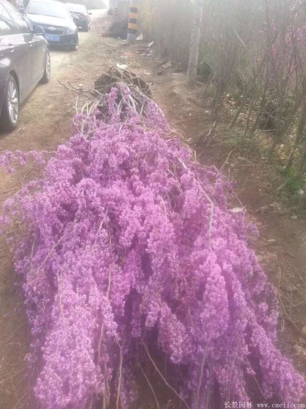 叢生紫荊樹圖片基地實拍