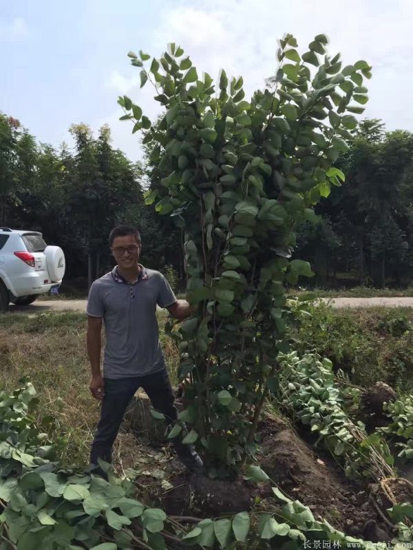 叢生紫荊樹圖片基地實拍