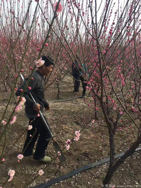 紅梅樹紅梅花圖片基地實拍