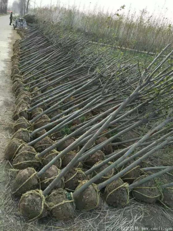 西府海棠圖片基地實拍