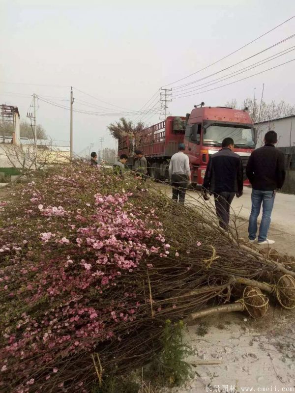 榆葉梅圖片基地實拍