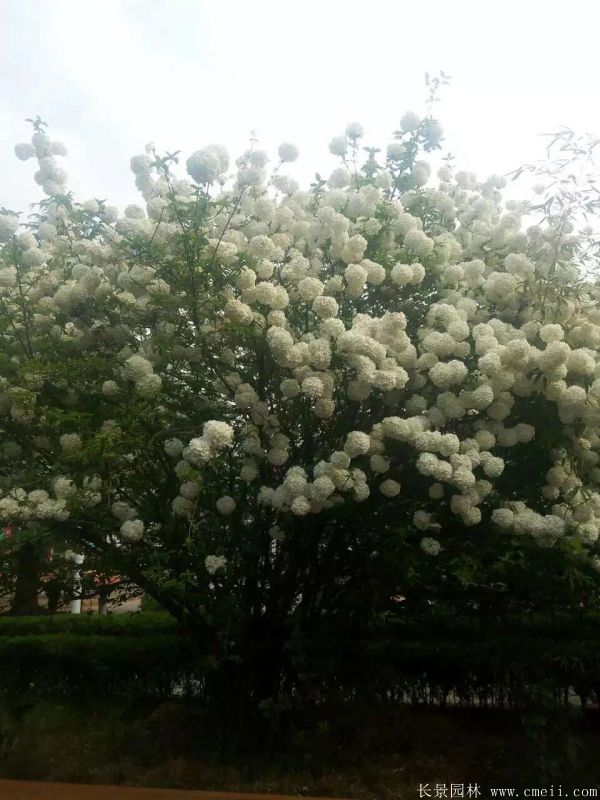 繡球花圖片基地實(shí)拍