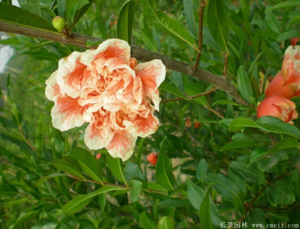 花石榴圖片基地實拍