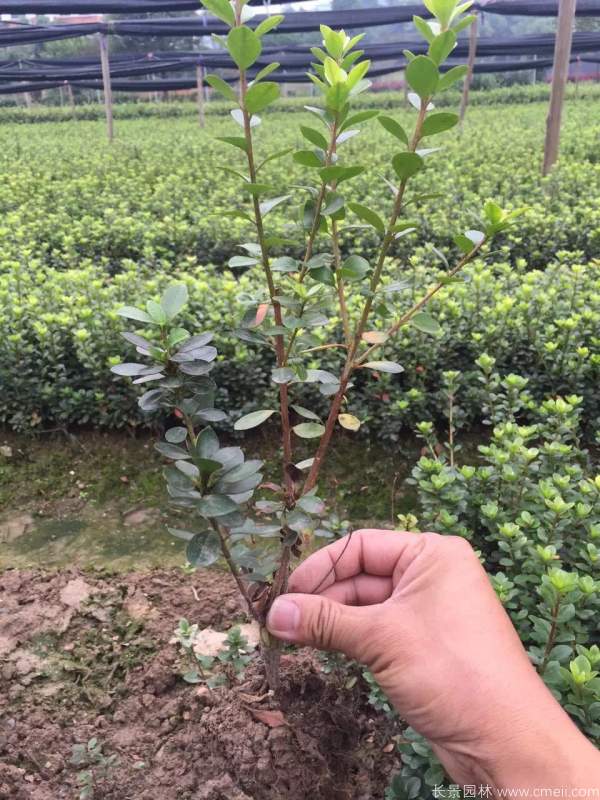 夏鵑圖片基地實(shí)拍