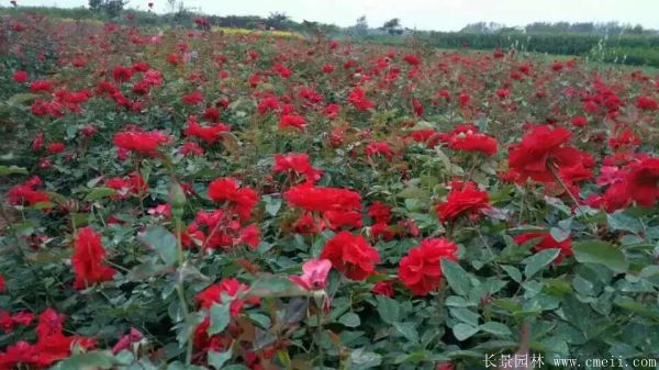 紅帽月季圖片基地實拍