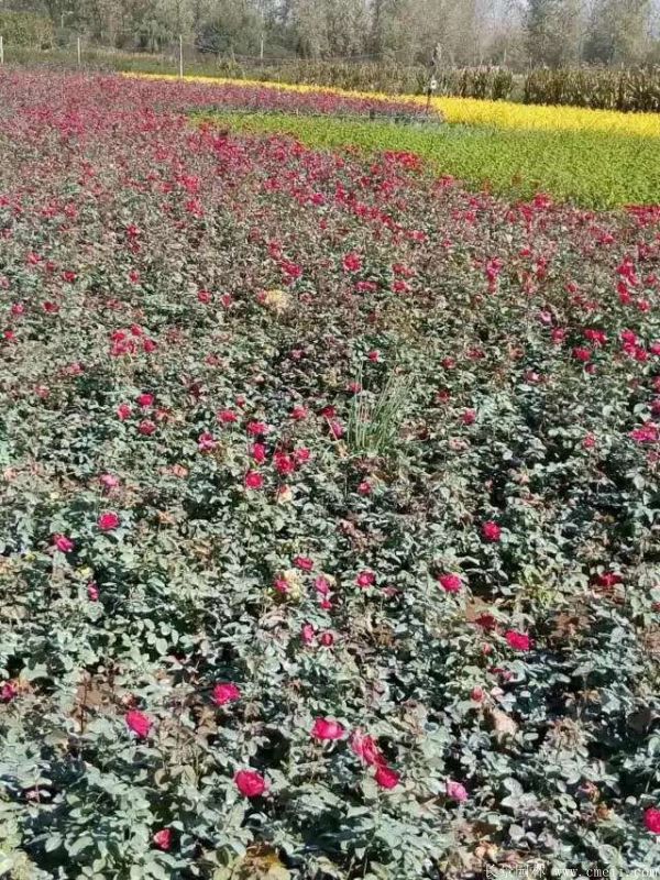 豐花月季圖片基地實拍