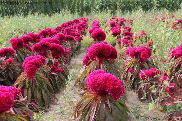 紅色冠狀矮生雞冠花圖片