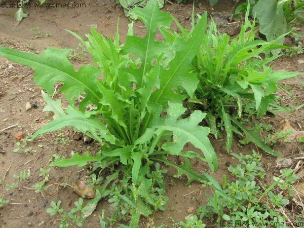 苦荬菜種子發芽出苗圖片