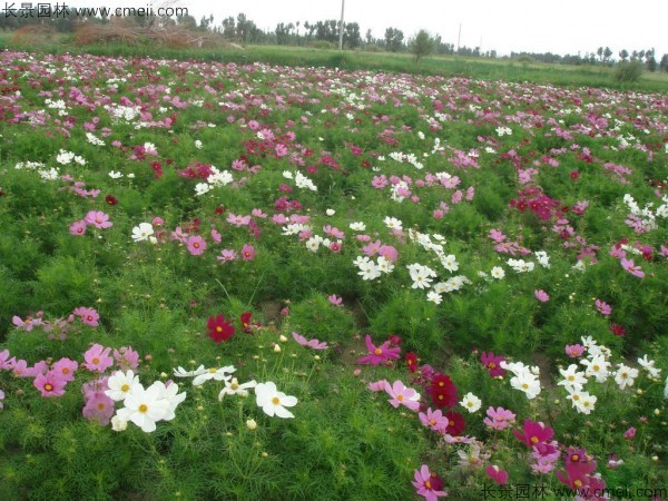 波斯菊種子發芽出苗開花圖片