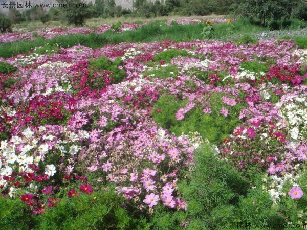 波斯菊種子發芽出苗開花圖片