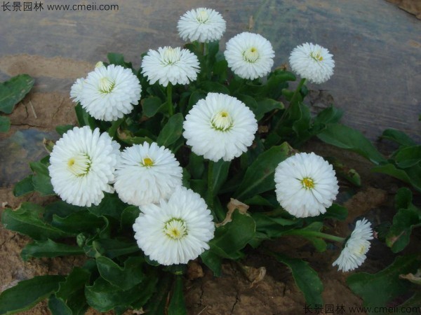 雛菊種子發芽出苗開花圖片