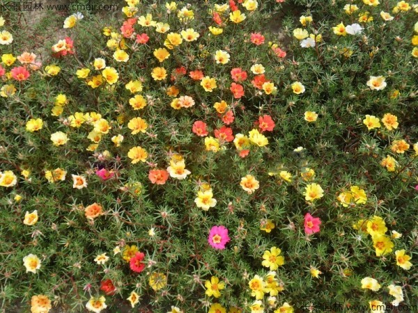 太陽花種子發芽出苗開花圖片