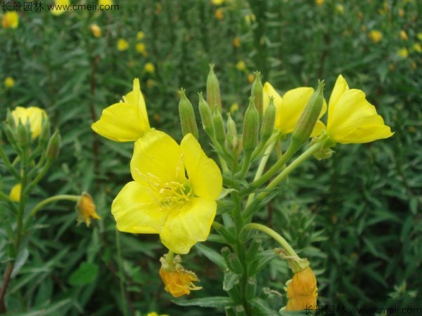 夜來香種子發(fā)芽出苗開花圖片