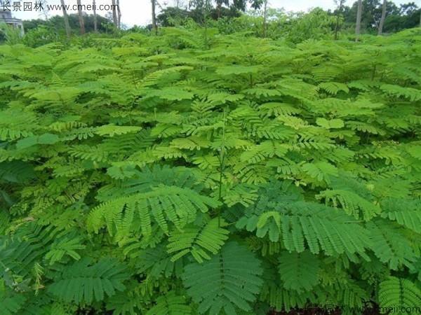 鳳凰木種子發芽出苗圖片