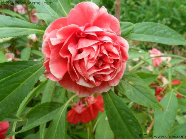 鳳仙花種子發芽出苗開花圖片