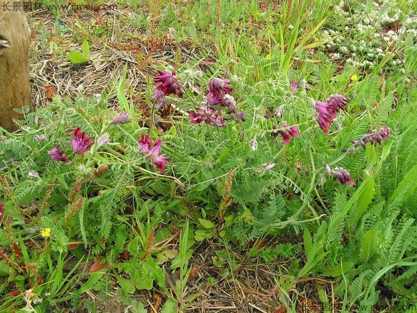 光葉紫花苕種子發(fā)芽出苗圖片