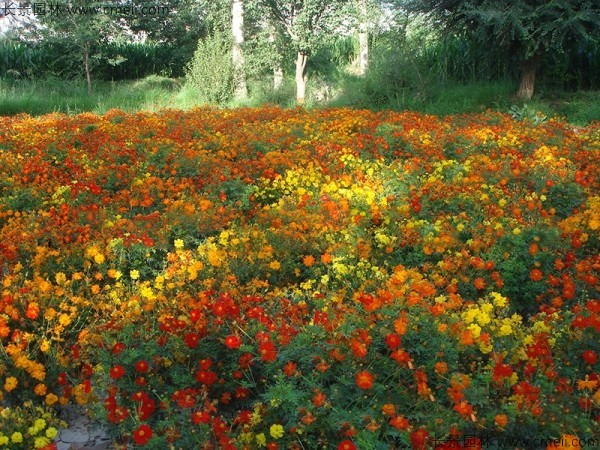 硫華菊種子發芽出苗圖片