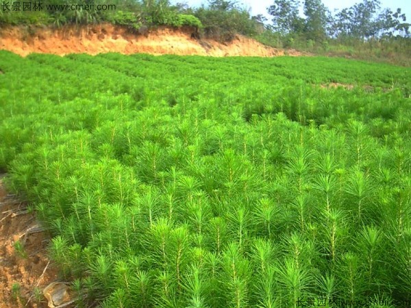 馬尾松種子發芽出苗圖片