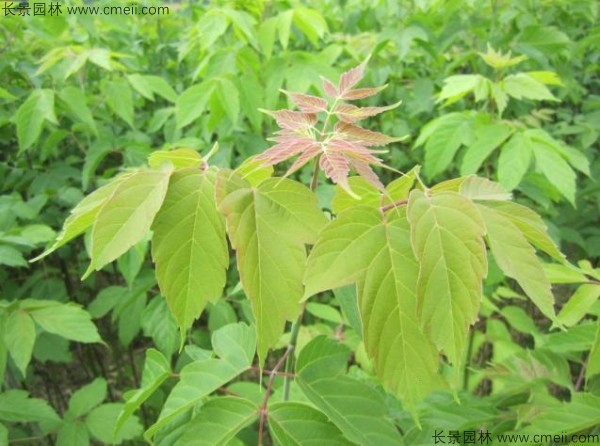 糖槭種子發芽出苗圖片