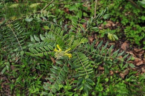 苦參種子發芽出苗圖片