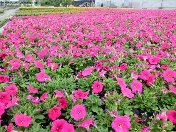 牽牛花種子發芽出苗開花圖片