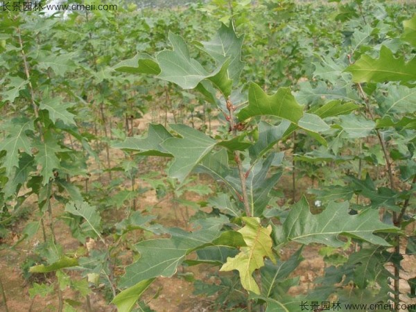 橡樹種子發芽出苗圖片