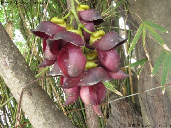 油麻藤開花樹葉樹藤圖片