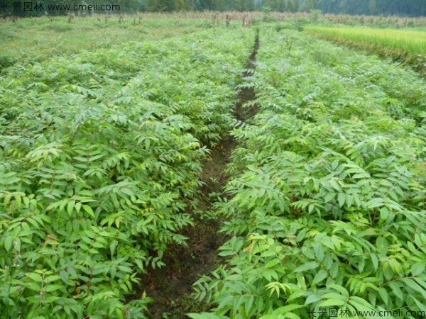 黃山欒樹(shù)種子發(fā)芽出苗圖片