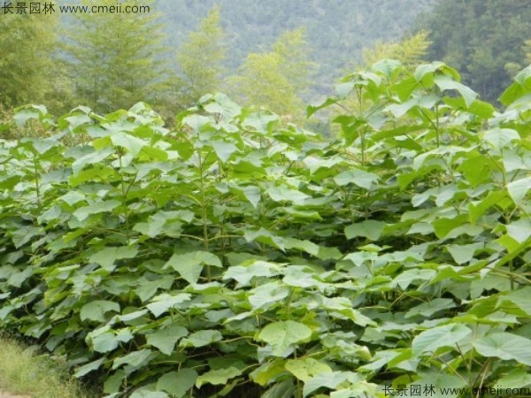 泡桐種子發芽出苗圖片