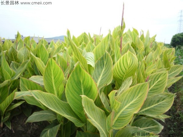 美人蕉種子發(fā)芽出苗開(kāi)花圖片