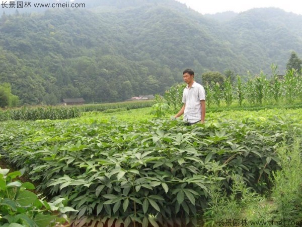 七葉樹種子發芽出苗圖片