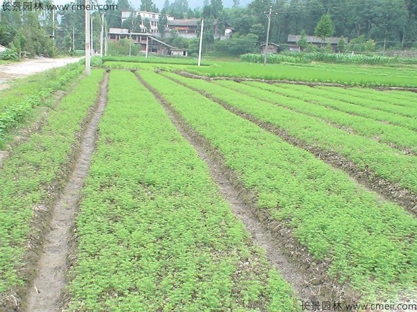 池杉種子發芽出苗圖片